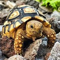 Trail Turtles স্ক্রিনশট 2