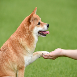 Dog Behavior Trainer