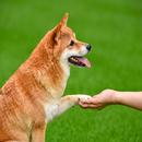 Dog Behavior Trainer APK