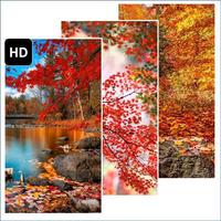 Red Maple Wallpaper Affiche