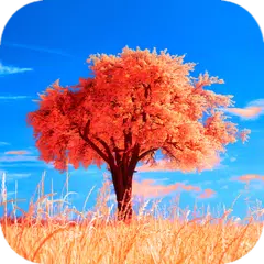 Tree Wallpaper HD APK download