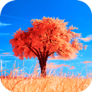 Tree Wallpaper HD APK