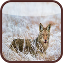 Coyote Wallpaper HD Quality APK