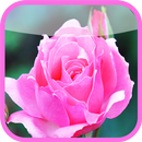 Free Flower Wallpapers APK