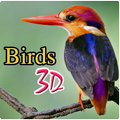 Birds 3D