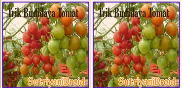 Tricks Tomato Cultivation