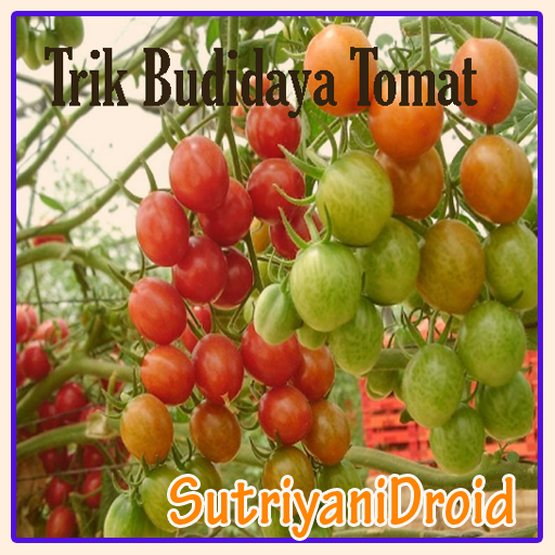 Tricks Tomato Cultivation