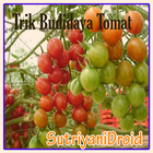 Tricks Tomatenanbau Zeichen