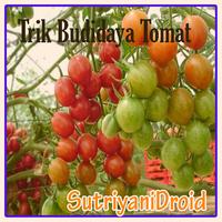 Tricks Tomatenanbau Plakat