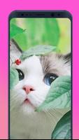 Cats wallpapers 截圖 1