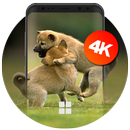 Animal Wallpapers | Ultra HD Quality APK
