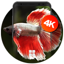 Betta Fish Wallpapers | Ultra HD Quality APK