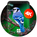 Bird Wallpapers | Ultra HD Quality APK