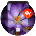 Flower Wallpapers | Ultra HD Quality آئیکن