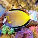 Underwater wallpapers APK