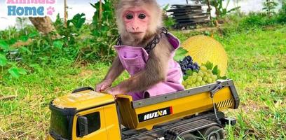 Bibi The Monkey screenshot 1