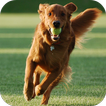Dog Training Zeichen