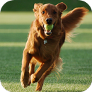 Dog Training APK