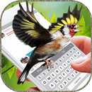 鳥 動態 圖片 背景 動畫: 有趣的笑話 軟件 同 鳥類 動圖 在手機屏幕 APK