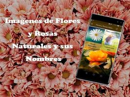 Imagenes de Flores y Rosas Naturales y sus Nombres Cartaz