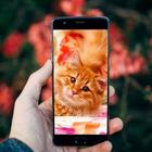Persian Cat HD Wallpaper ikon