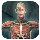 Female Anatomy 3D Guide আইকন