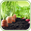 Vegetable Garden Design Ideas APK