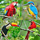 Bird sounds biểu tượng