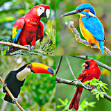 ikon Bird sounds
