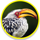 African Birds Sounds APK