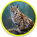 Bobcat Sounds APK