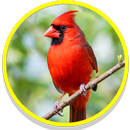 Cardinal Birds Sounds APK