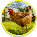 Chicken Sounds APK