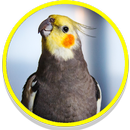 Cockatiel Sounds aplikacja