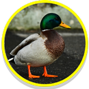 Duck Sounds APK