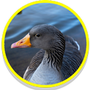 Goose Sounds APK