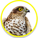 Hawk Sounds APK