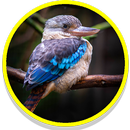 Kookaburra Sounds APK