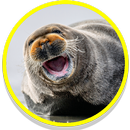 APK Seal Sounds