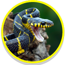 Snake Sounds APK