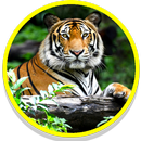 Tiger Sounds APK