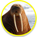 Walrus Sounds aplikacja