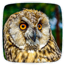 Owl Ringtones APK