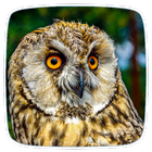 Owl Ringtones icône