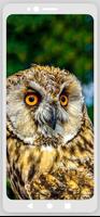 Owl Ringtones Affiche