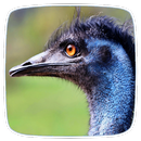 Ostrich & Emu Ringtones APK