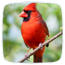 Cardinal Birds Ringtones APK