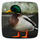 Duck Ringtones icône