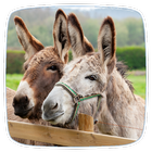 Donkey Ringtones icône