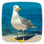 Seagull Ringtones icône